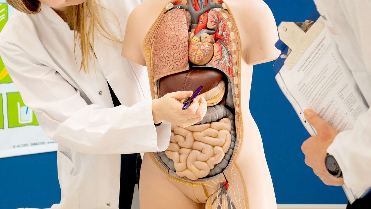 Potential causes of liver disease