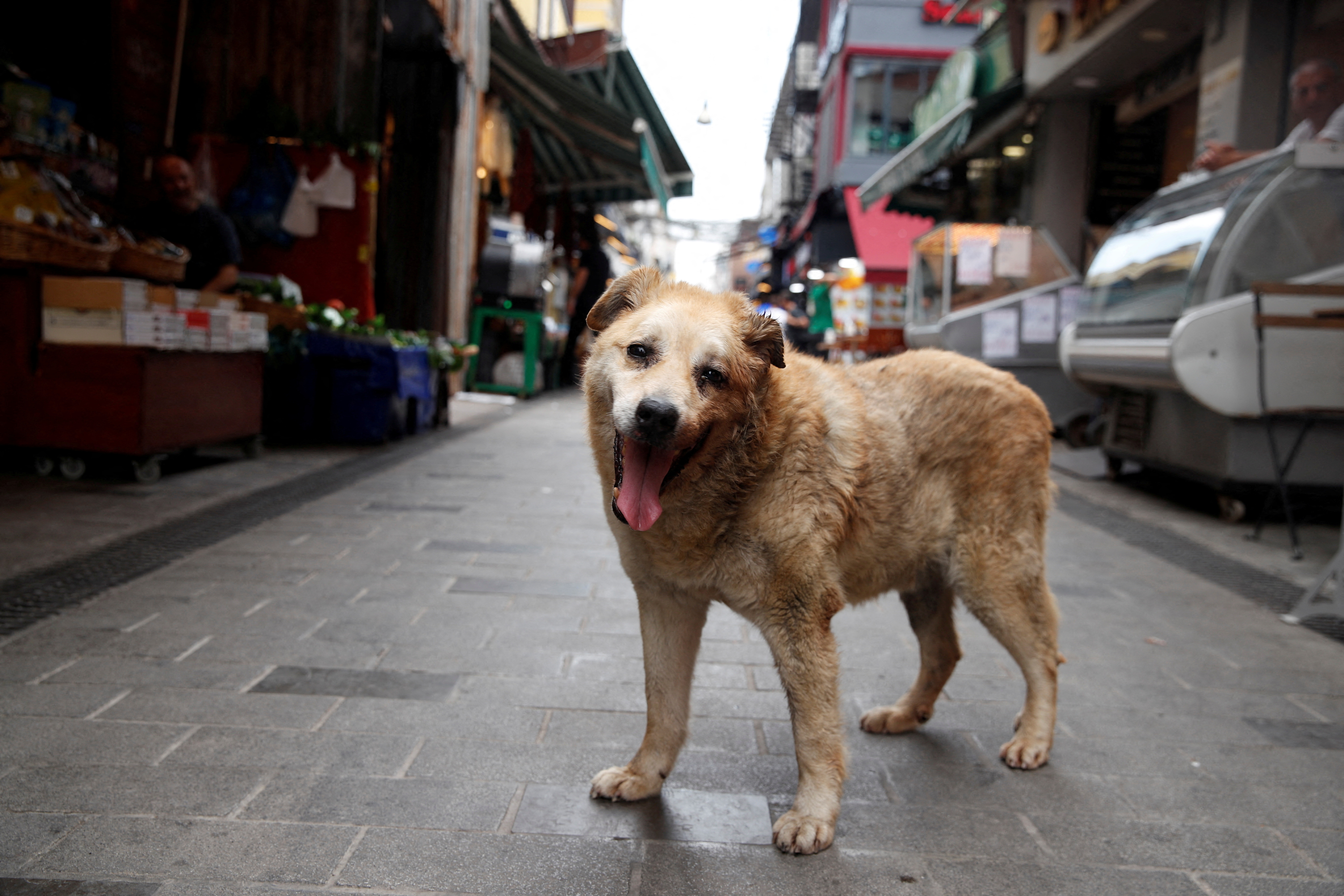 FILE PHOTO: FILE PHOTO: Garip, a stray dog, who has been taken care by the shopkeepers at a local market, is pictured in Istanbul