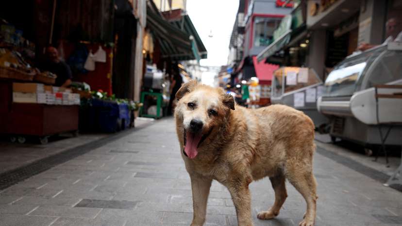 FILE PHOTO: FILE PHOTO: Garip, a stray dog, who has been taken care by the shopkeepers at a local market, is pictured in Istanbul