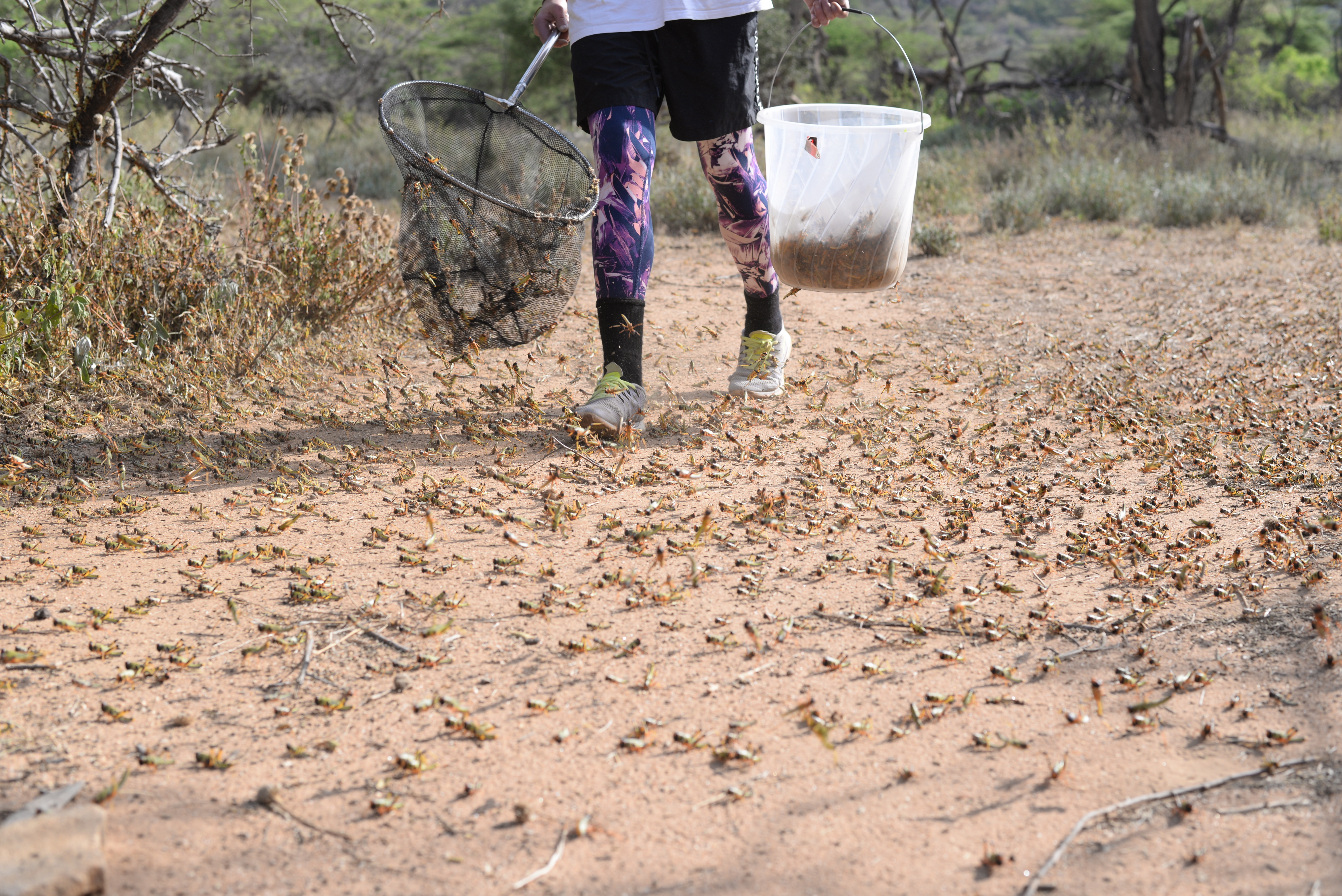The race with the locusts