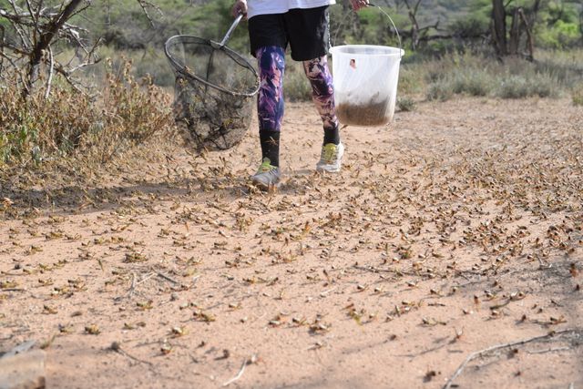 The race with the locusts