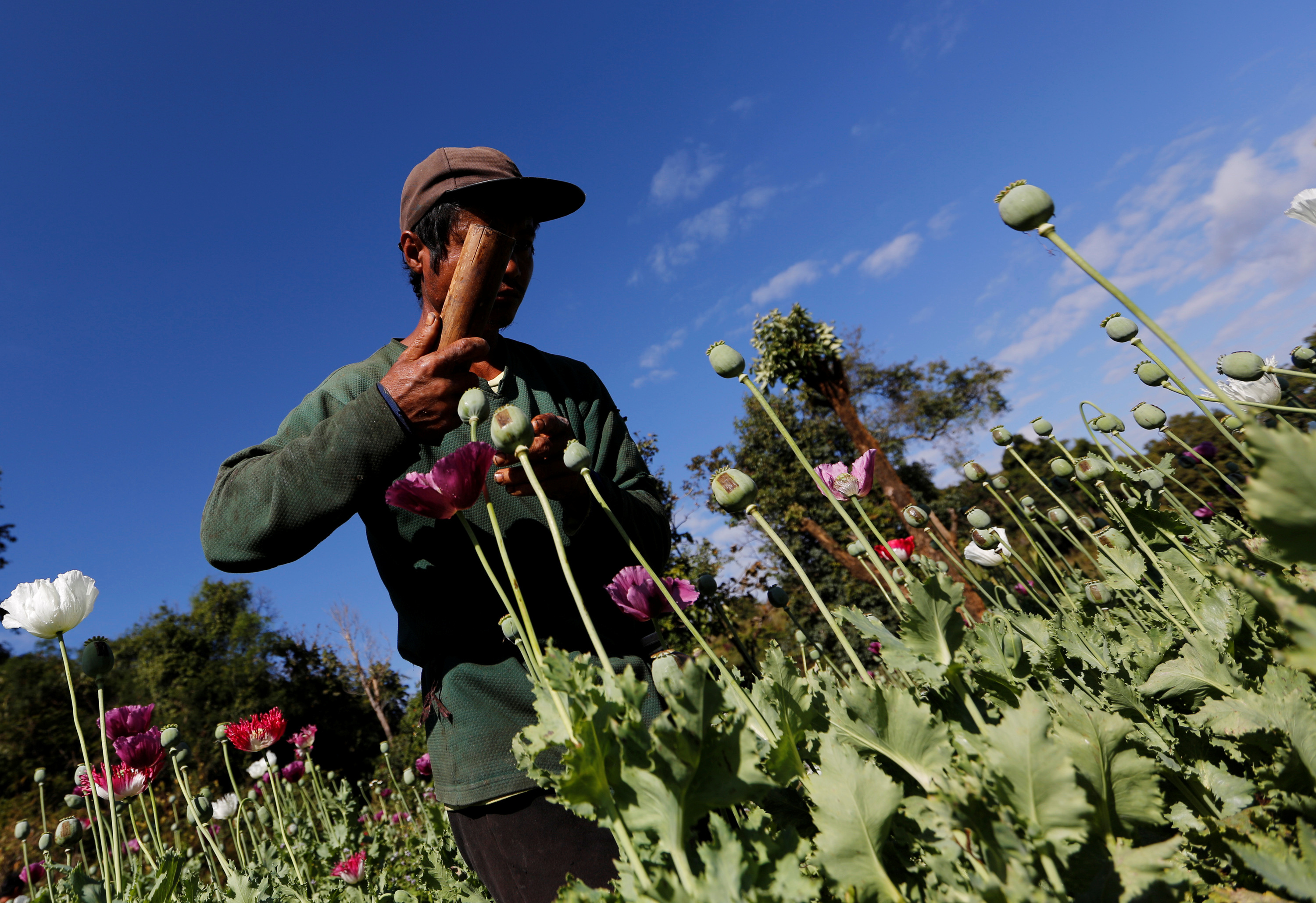 A man harvests opium as he works in opium field outside Loikaw, Kayah state