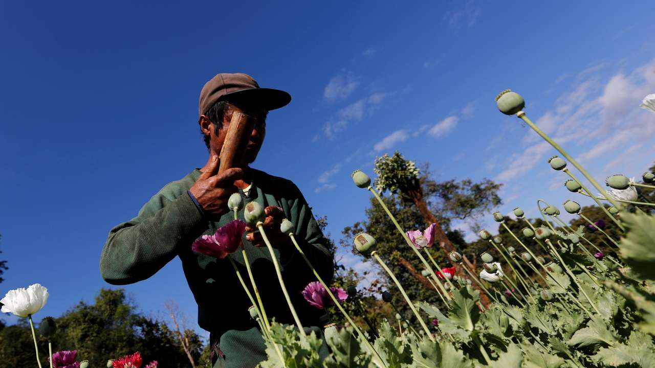 A man harvests opium as he works in opium field outside Loikaw, Kayah state