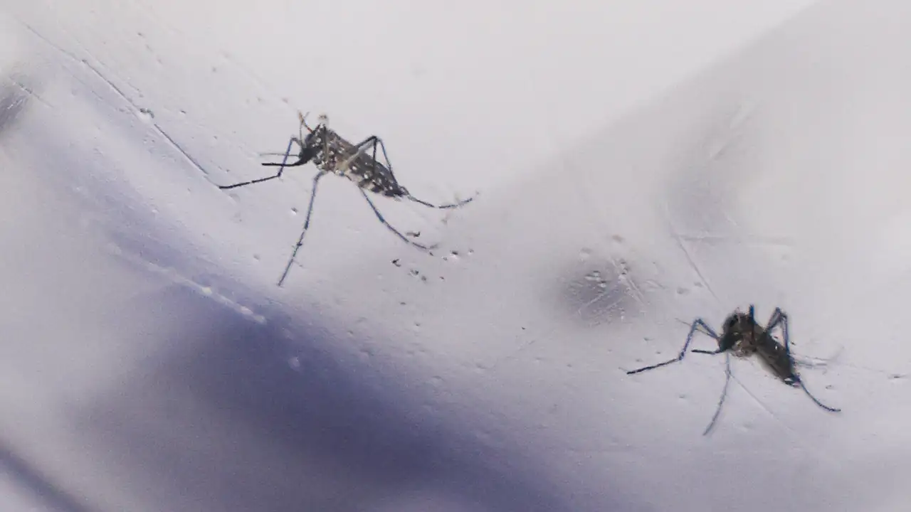 Mosquitos Aedes aegypti