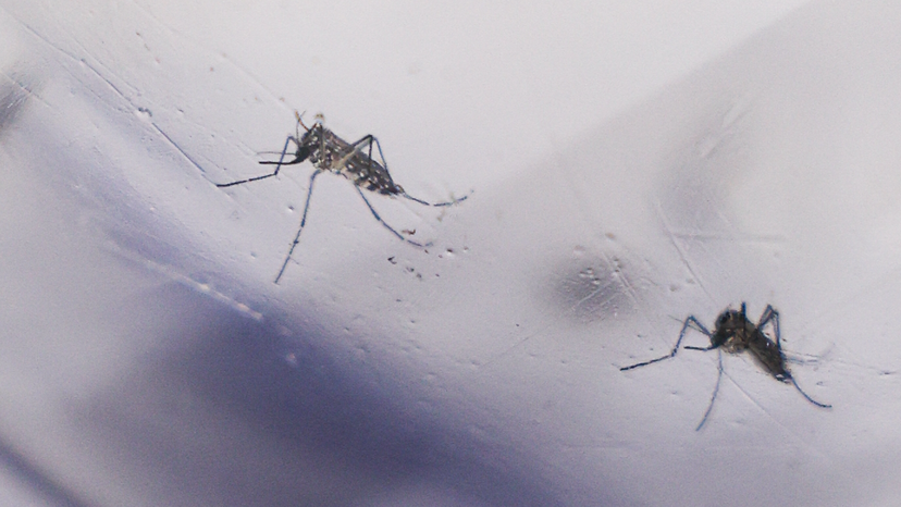 aedes aegypti