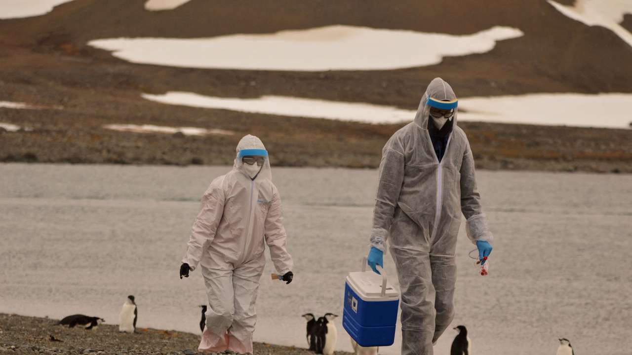 FILE PHOTO: Researchers wearing protective suits collect samples of wildlife, where the H5N1 bird flu virus was detected, at the Chilean Antarctic Territory, Antarctica
