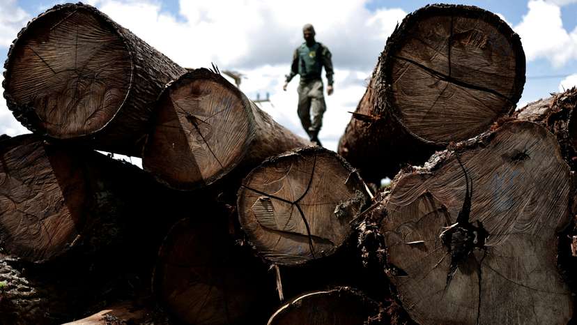 FILE PHOTO: Ibama agent inspects trees cut from the Amazon forest