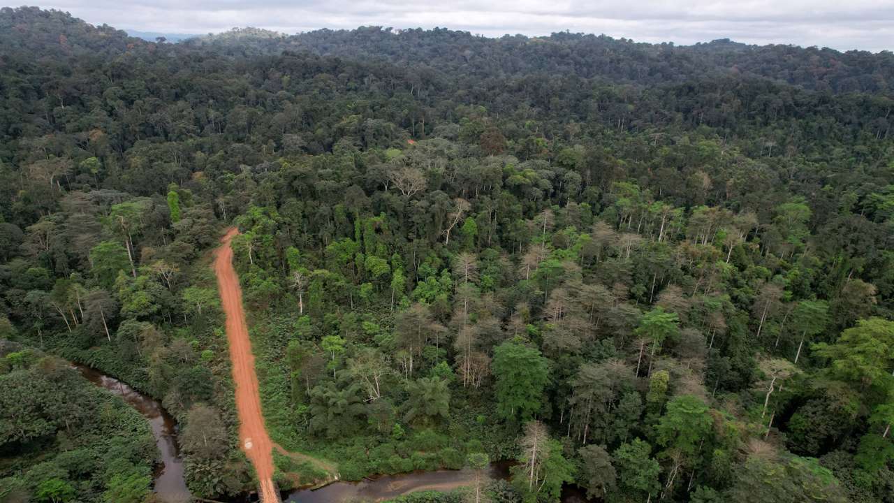 FILE PHOTO: Gabon is betting that careful logging can safeguard the vast wealth of its forests