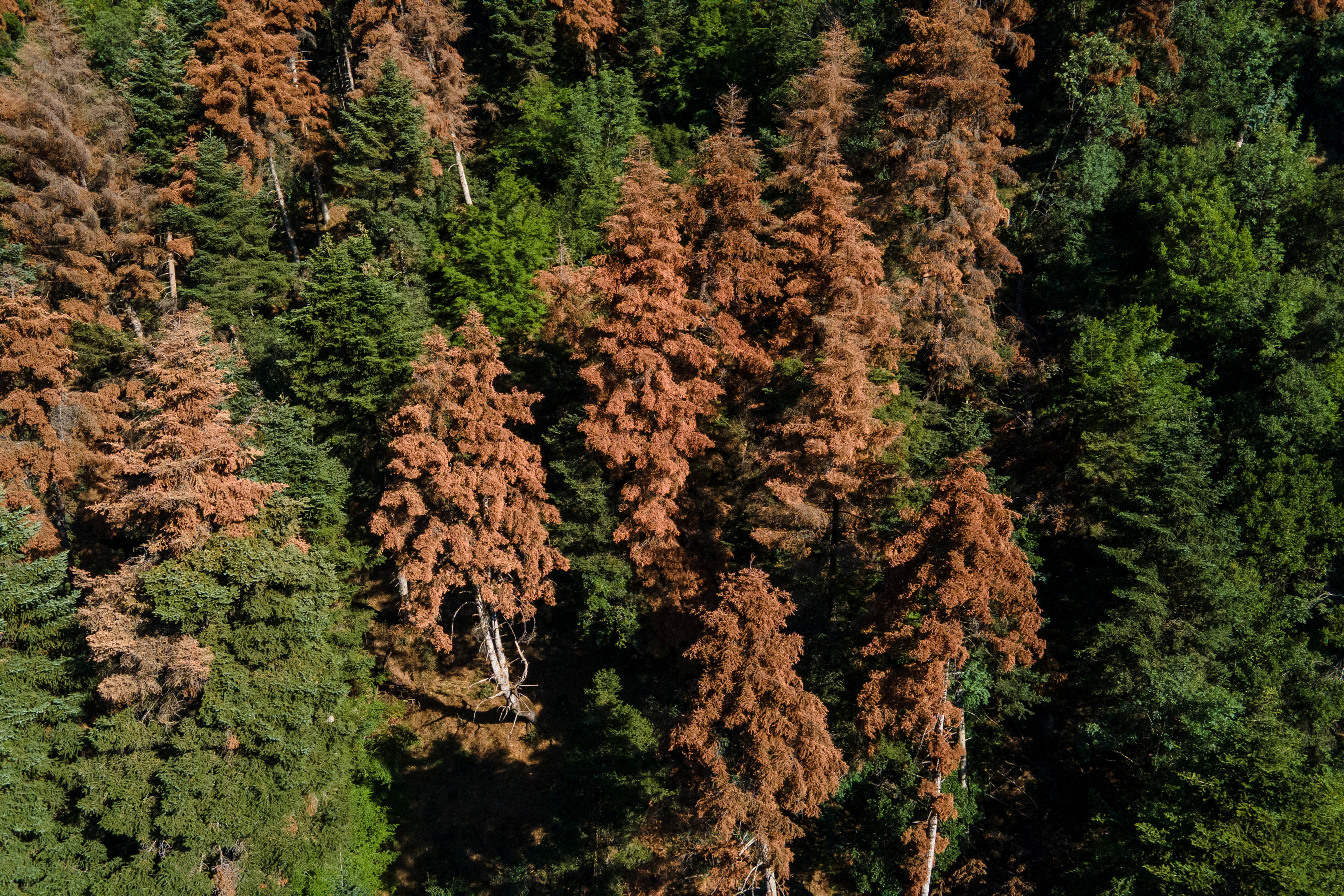 FILE PHOTO: Greece’s fir forests face sharp decline amid changing climate