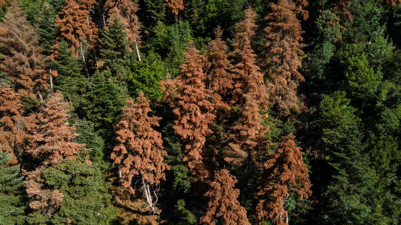 FILE PHOTO: Greece’s fir forests face sharp decline amid changing climate