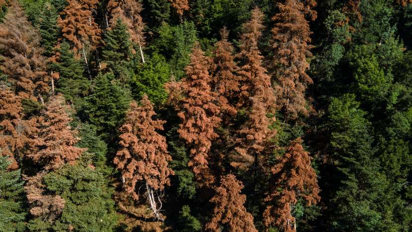 FILE PHOTO: Greece’s fir forests face sharp decline amid changing climate