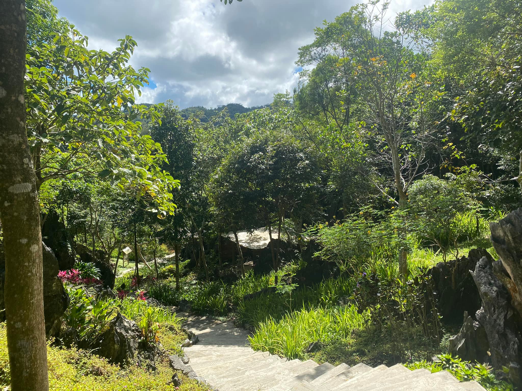 masungi environment