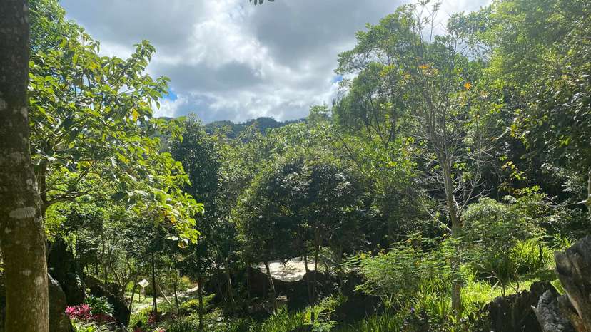 masungi environment