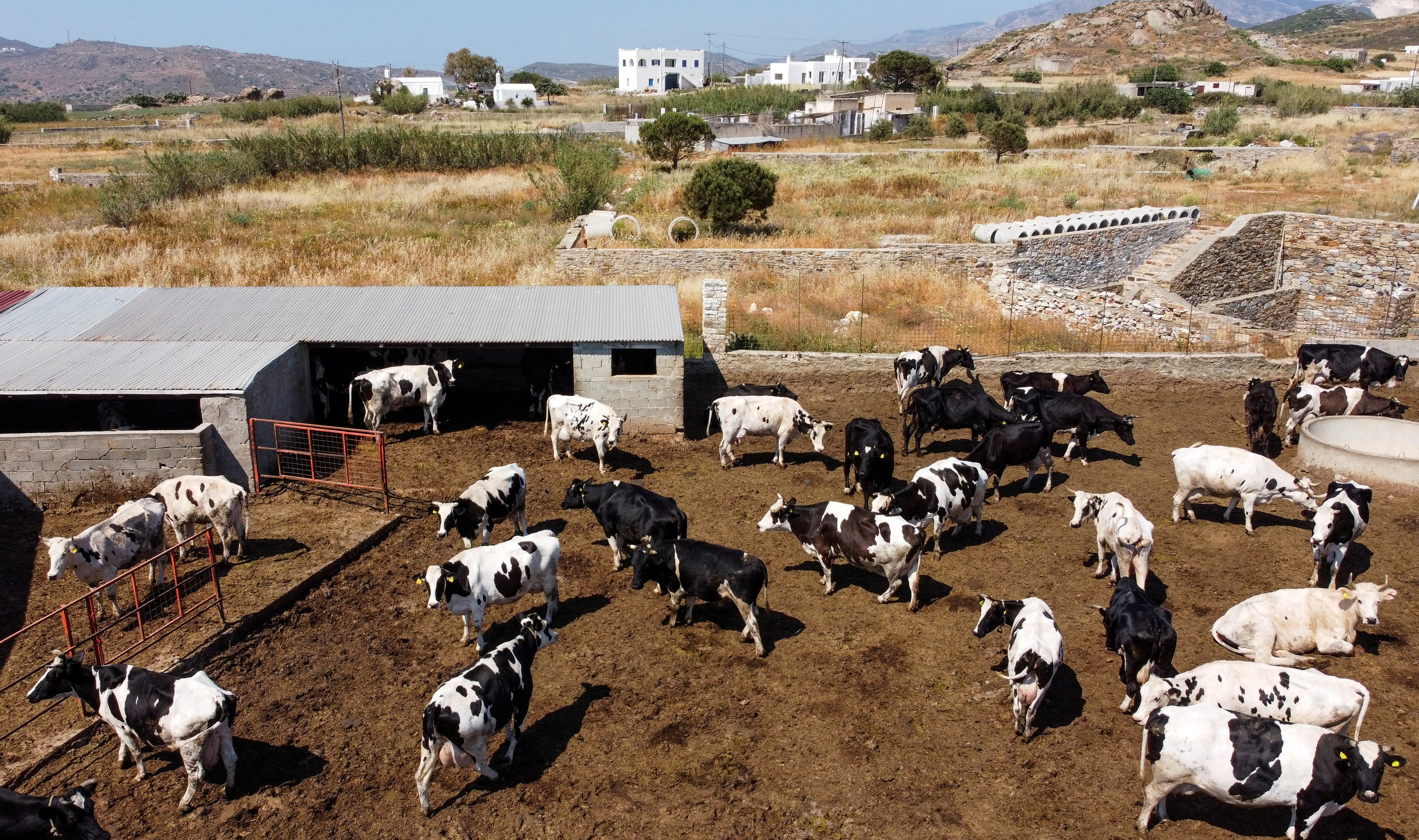 FILE PHOTO: Cows are seen on a farm on the island of Naxos