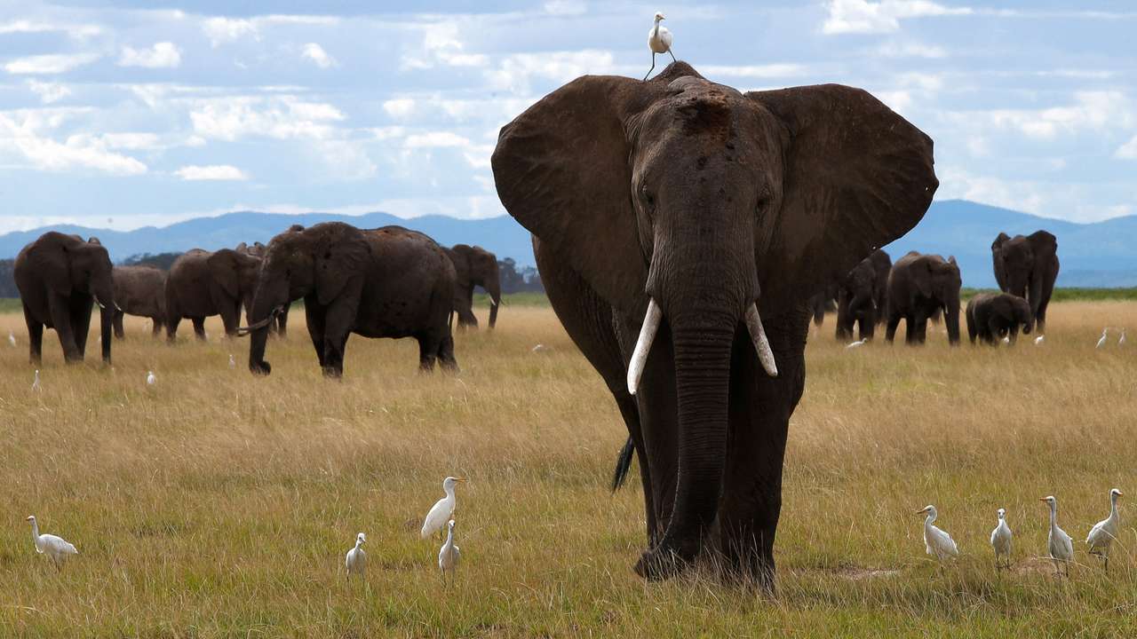 A bird perches on an elephant as it walks at the Amboseli National Park in Kajiado County
