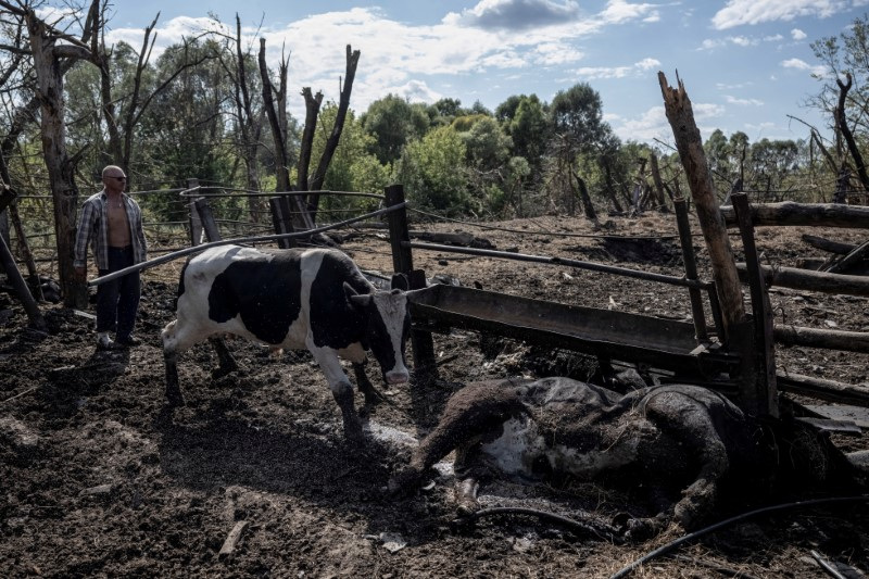 A local farmer tries to evacuate the few remaining from his herd of more than 30 cows killed by Russian shelling in the village of Basivka near the Russian border in Sumy region