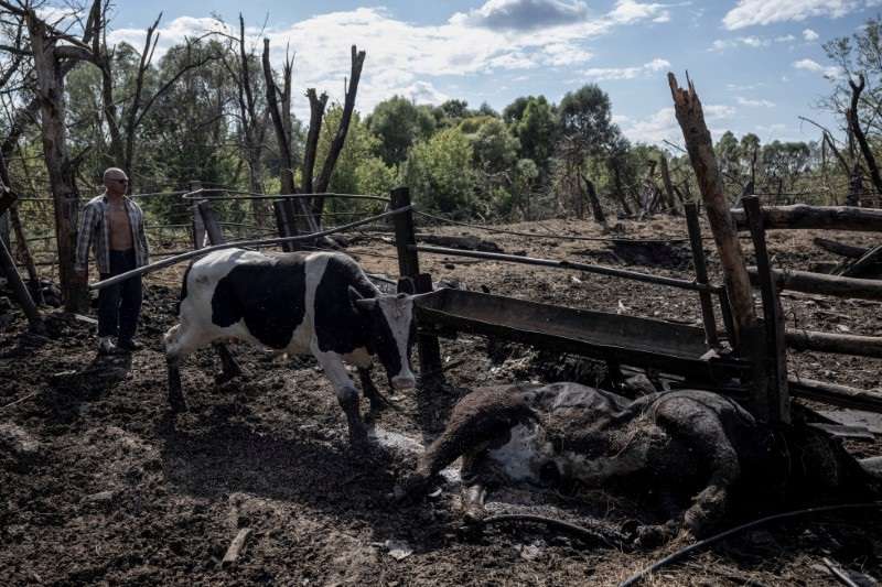 A local farmer tries to evacuate the few remaining from his herd of more than 30 cows killed by Russian shelling in the village of Basivka near the Russian border in Sumy region
