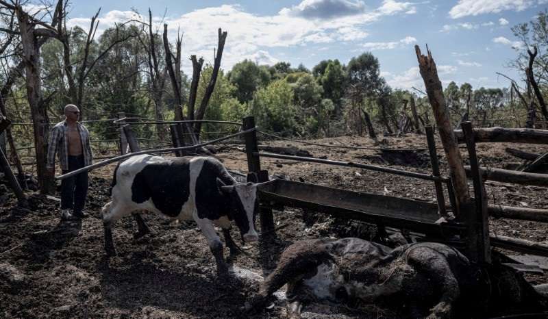 A local farmer tries to evacuate the few remaining from his herd of more than 30 cows killed by Russian shelling in the village of Basivka near the Russian border in Sumy region
