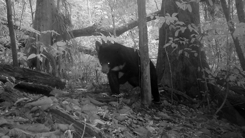 Cambodia wildlife