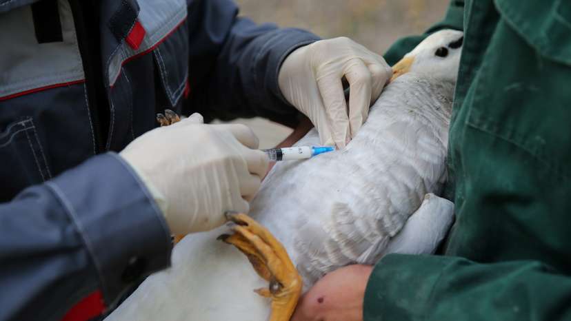 Zookeepers vaccinate a bar-headed goose at a zoo in Almaty