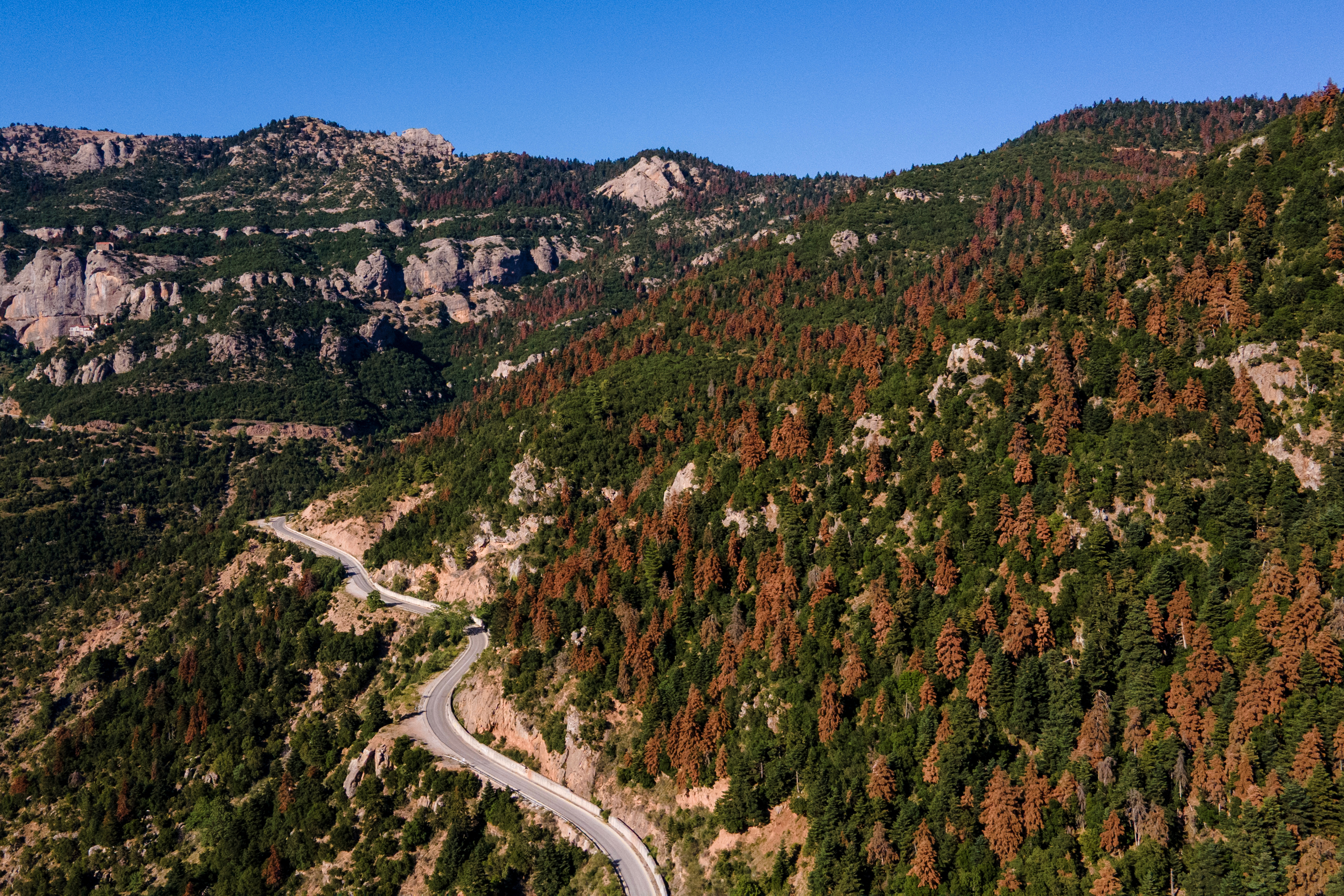 Greece’s fir forests face sharp decline amid changing climate