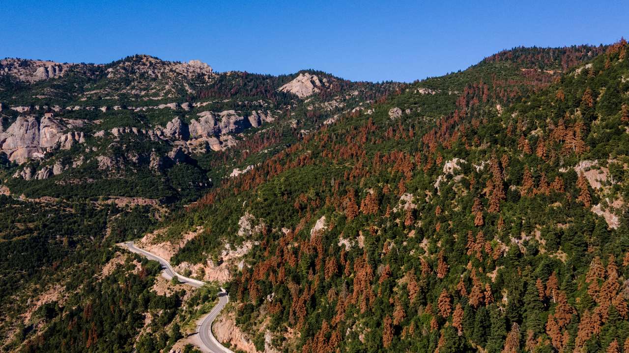 Greece’s fir forests face sharp decline amid changing climate