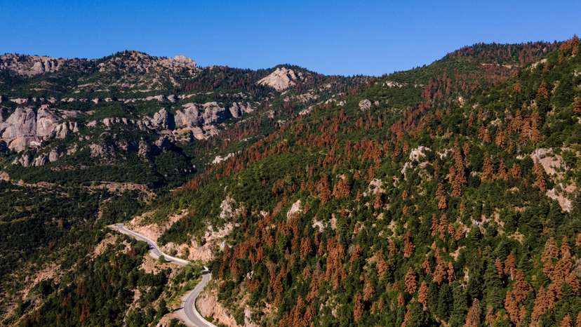 Greece’s fir forests face sharp decline amid changing climate