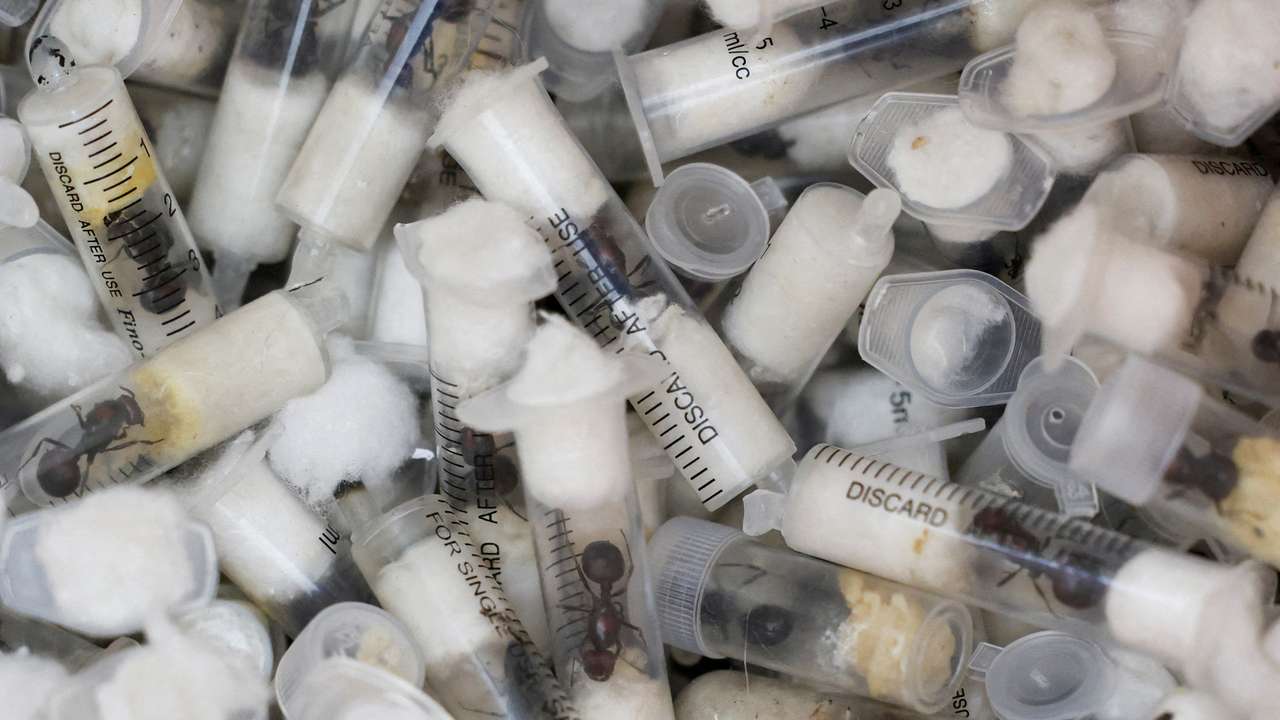 FILE PHOTO: Samples of garden ants concealed in syringes are presented to court as two Belgian nationals, a Vietnamese and a Kenyan national appeared for the hearing of their case, in Nairobi