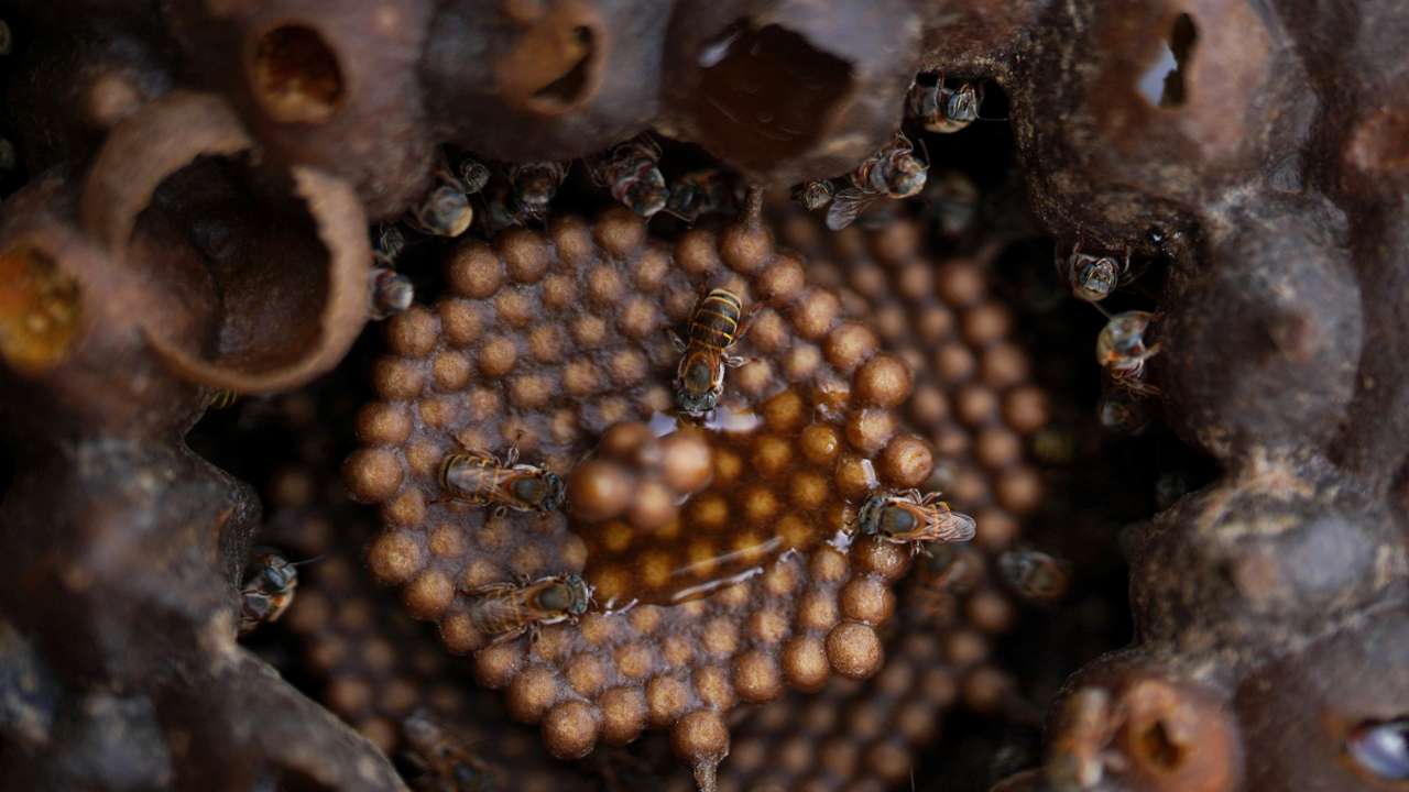 Beekeeping is the new stage for a Cuban dancer in Havana