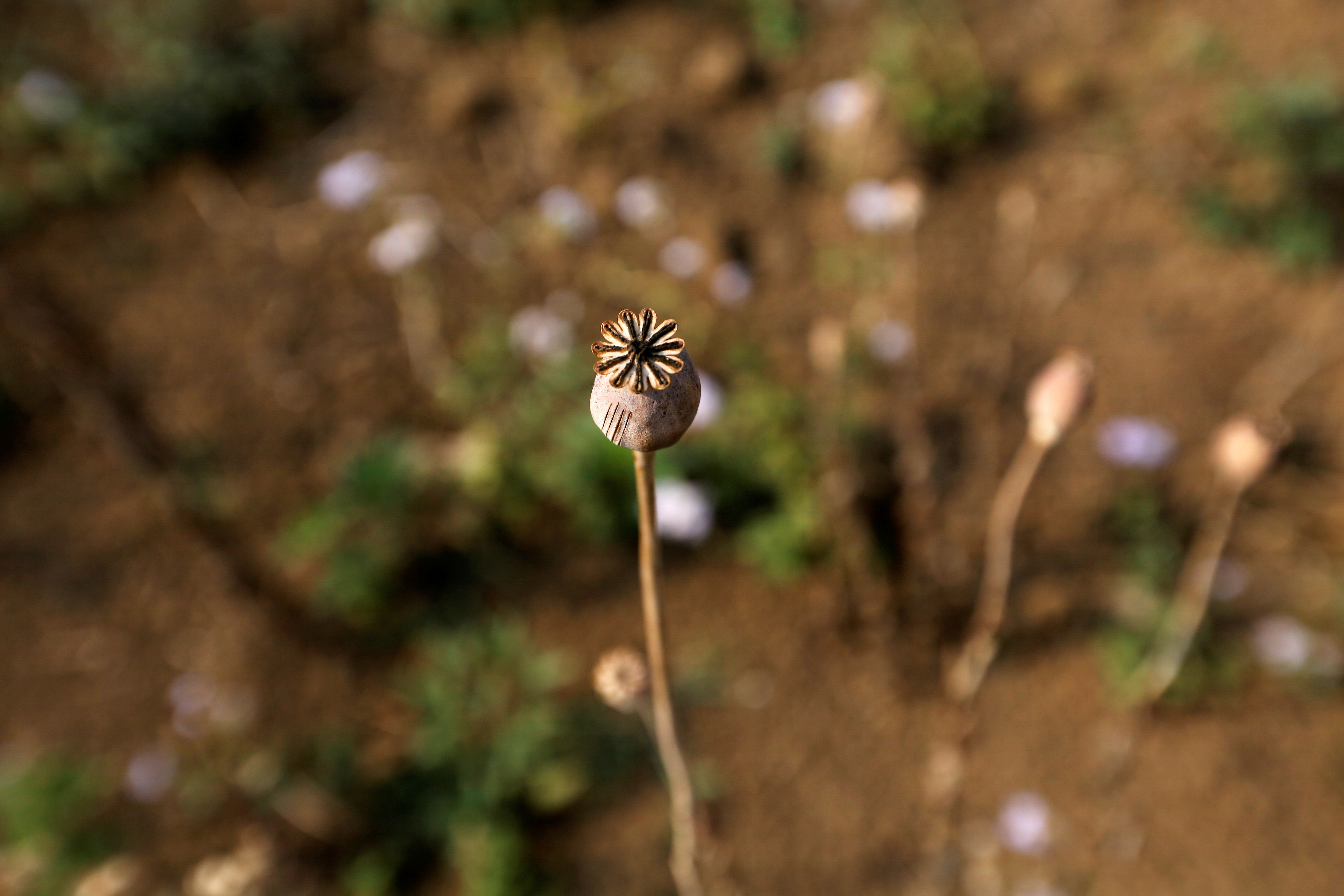 The Wider Image: Myanmar hills embrace silkworms over poppies