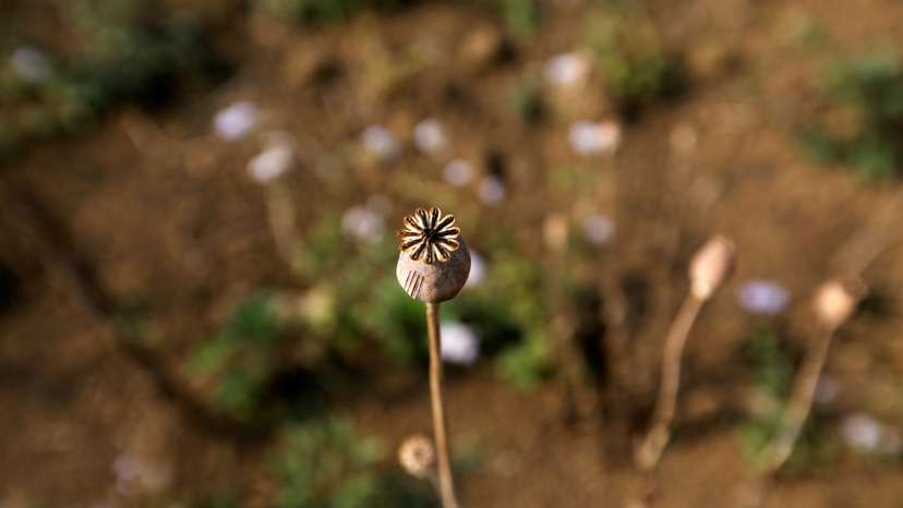The Wider Image: Myanmar hills embrace silkworms over poppies
