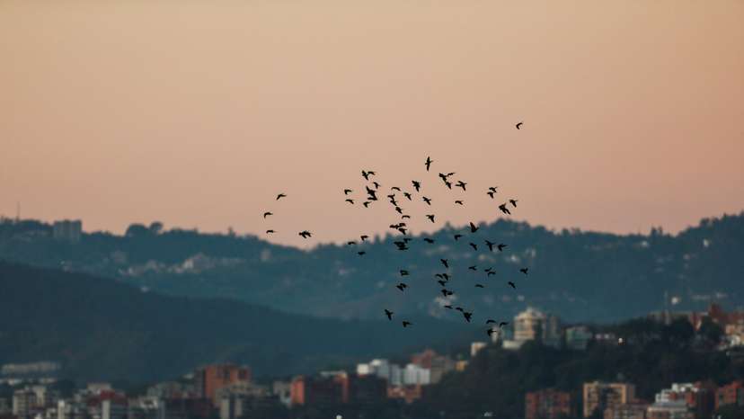 Birds fly over Caracas, on the day of the inauguration of Venezuela's President Nicolas Maduro