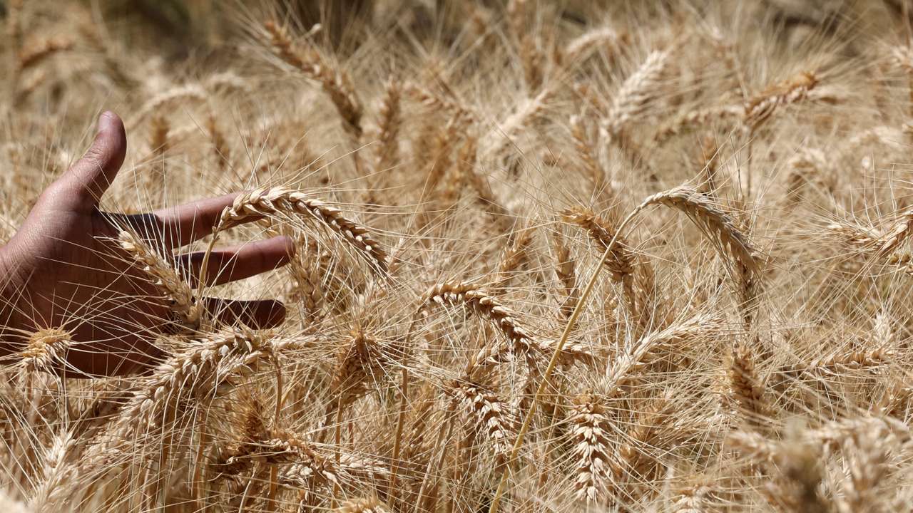 A farmer shows wheat plants at a field in Giza