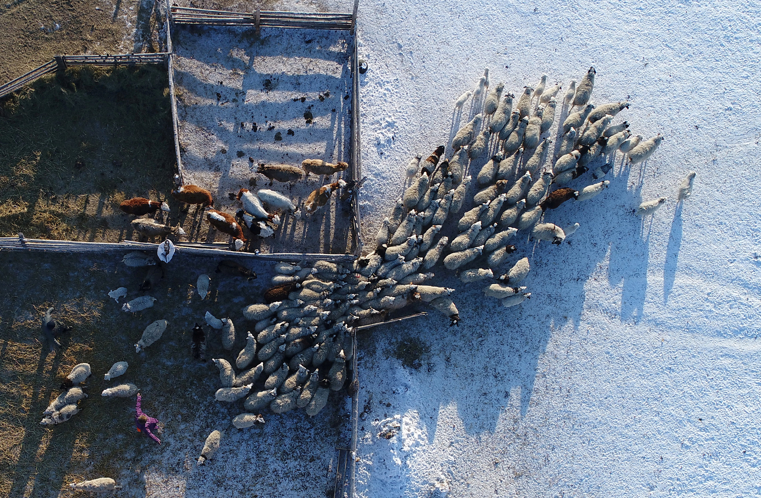 FILE PHOTO: An aerial view shows the cattle at the nomad camp of farmer Tanzurun Darisyu near Kyzyl town in the Republic of Tuva