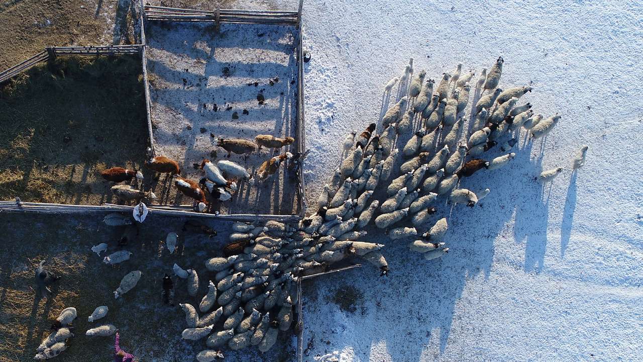 FILE PHOTO: An aerial view shows the cattle at the nomad camp of farmer Tanzurun Darisyu near Kyzyl town in the Republic of Tuva