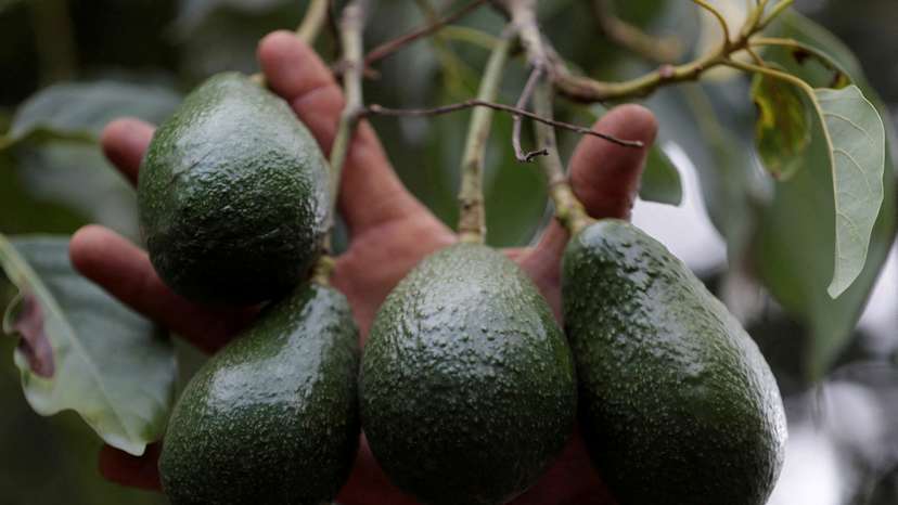 US suspends avocado inspections in Michoacan state on security concerns