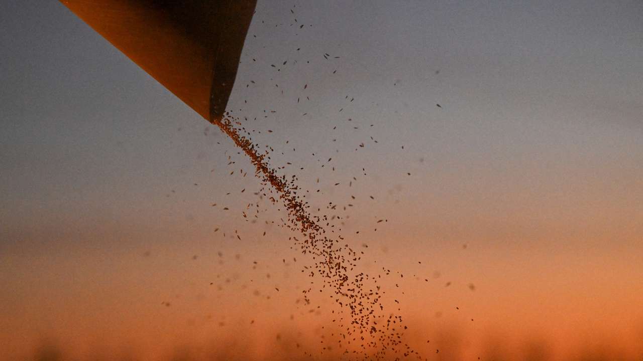 FILE PHOTO: Wheat harvesting in Omsk region