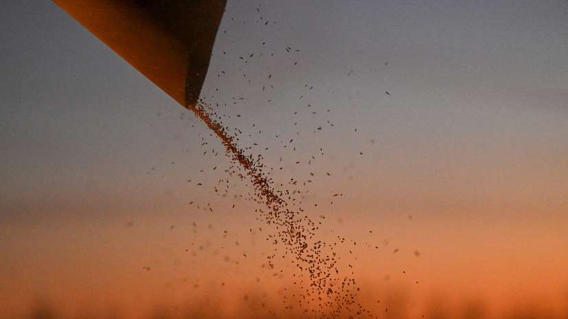 FILE PHOTO: Wheat harvesting in Omsk region