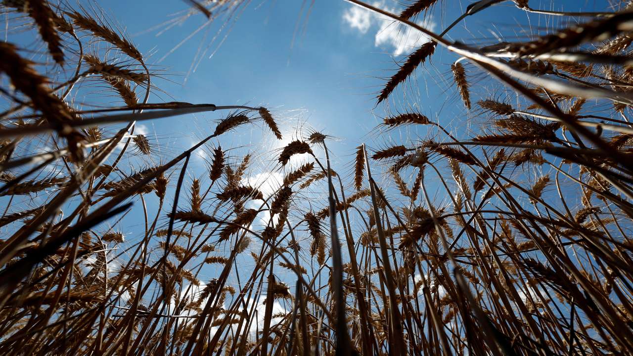 FILE PHOTO: Stalks of wheat are seen on a field during harvest in Orezu