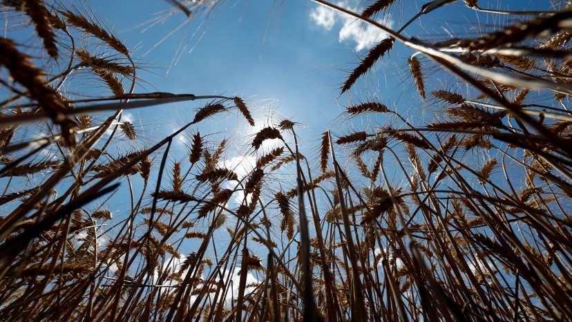 FILE PHOTO: Stalks of wheat are seen on a field during harvest in Orezu