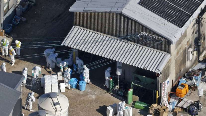 An aerial view shows officials wearing protective suits cull chickens at a poultry farm in Kashima, Japan