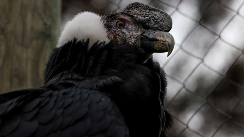 Chile faces challenges for endangered Andean condors conservation, in Santiago