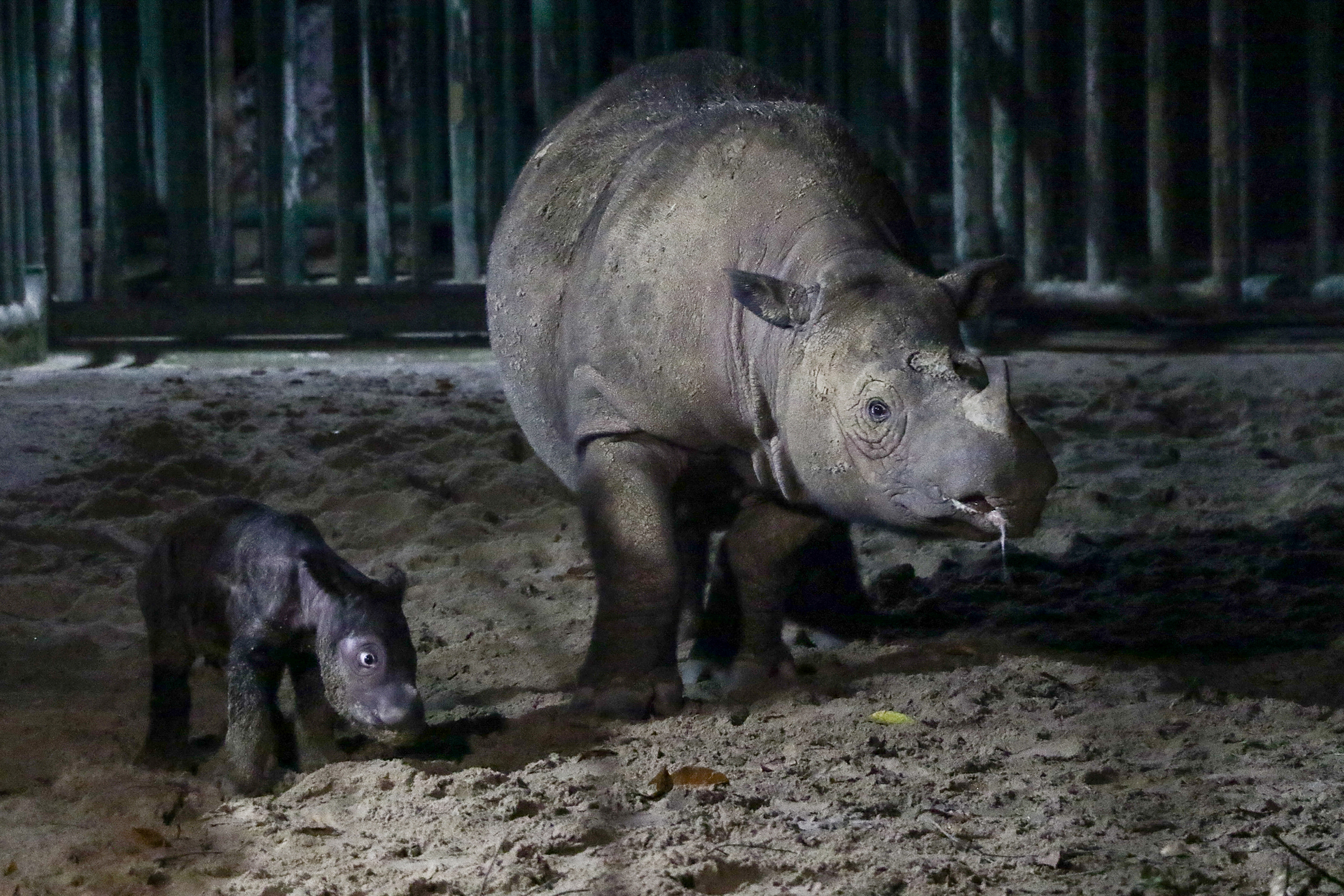 Endangered Sumatran rhino born in Kambas National Park