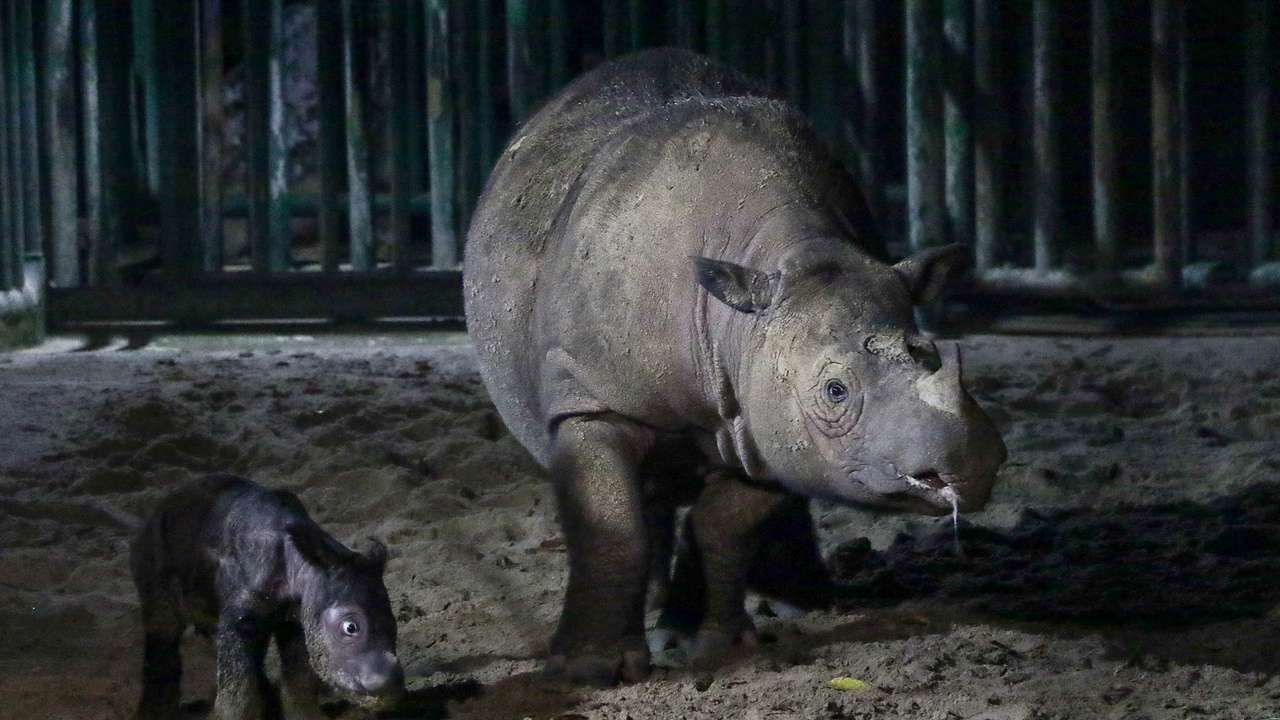 Endangered Sumatran rhino born in Kambas National Park