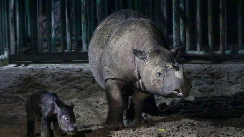 Endangered Sumatran rhino born in Kambas National Park