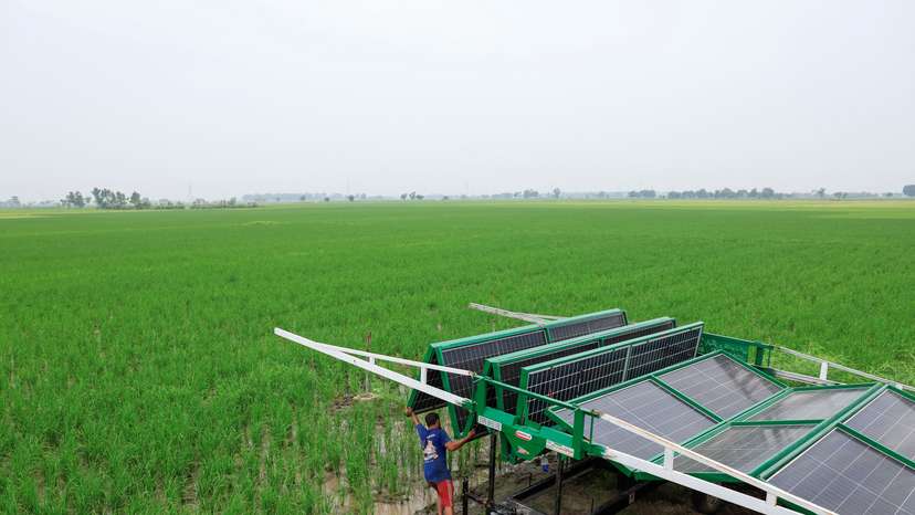 Worker installs a folding solar panel unit, to run a tube well, the motorised pump that taps groundwater, in a rice field in Muridke