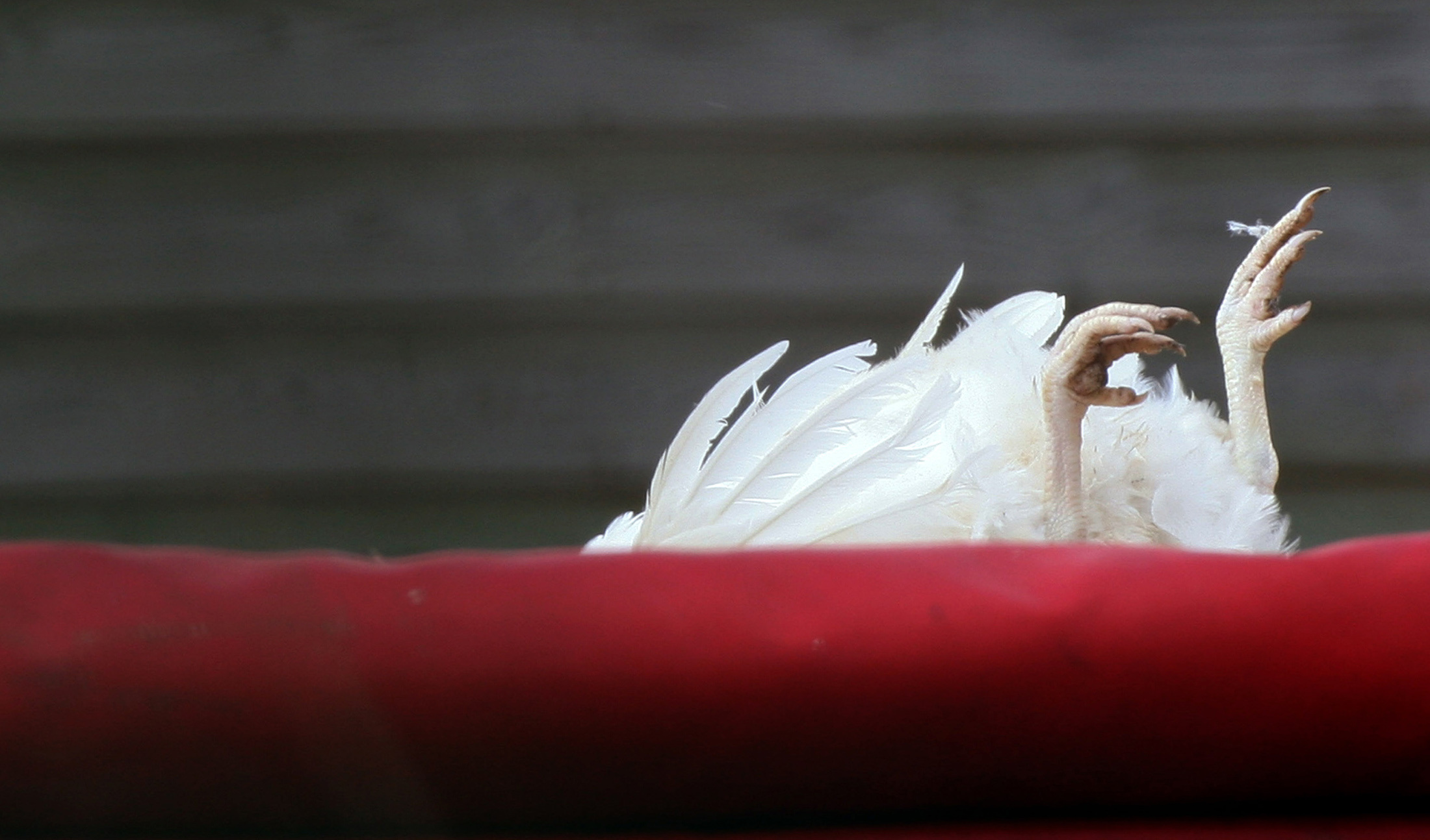 Dead chicken is seen sticking out the top of a lorry at Whitford Lodge Farm near Hockering in eastern England