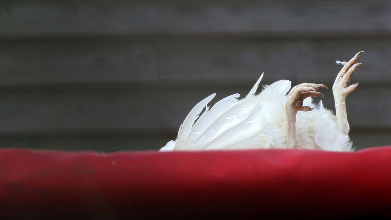 Dead chicken is seen sticking out the top of a lorry at Whitford Lodge Farm near Hockering in eastern England