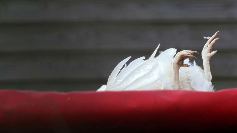 Dead chicken is seen sticking out the top of a lorry at Whitford Lodge Farm near Hockering in eastern England