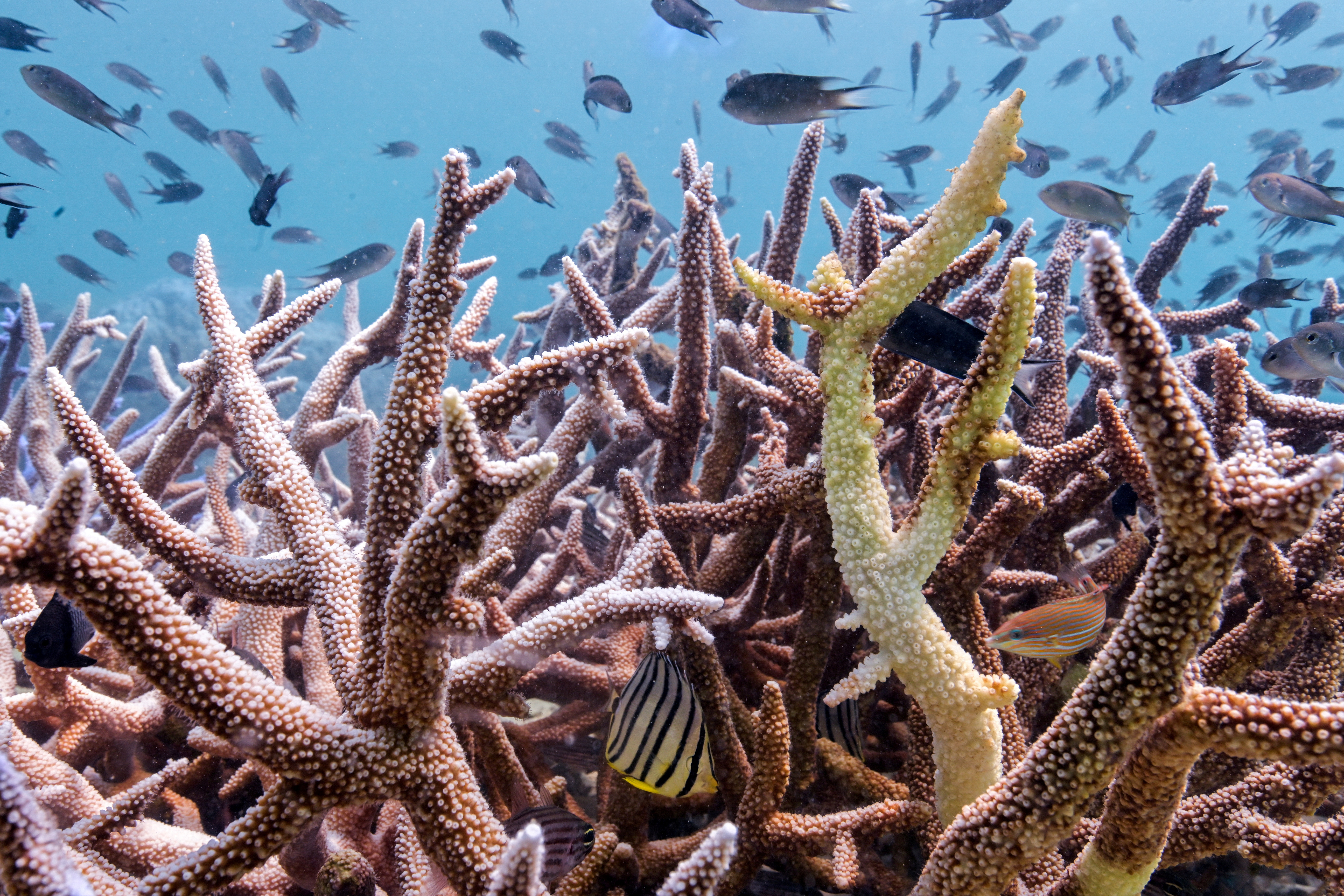 FILE PHOTO: Thailand's corals bleaching at fast pace amid rising global temperature